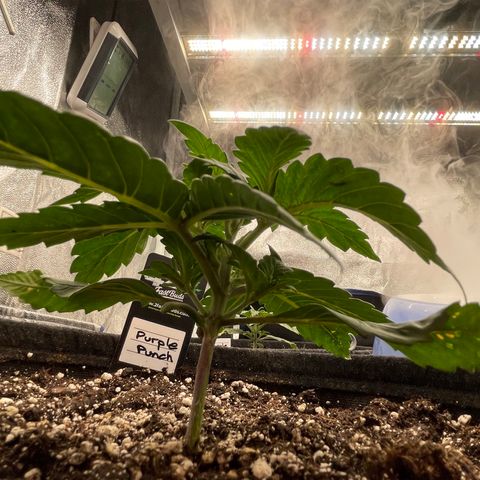 Mimosa Cake 🍰 4 - #1 - 42 Fast Buds growlog timeline photo