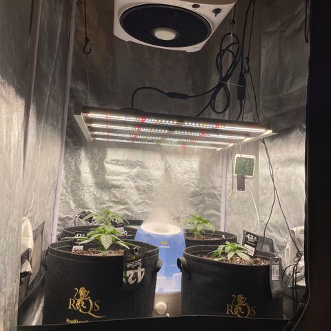 Purple Punch 🥊 2 - #1 - 42 Fast Buds growlog timeline photo