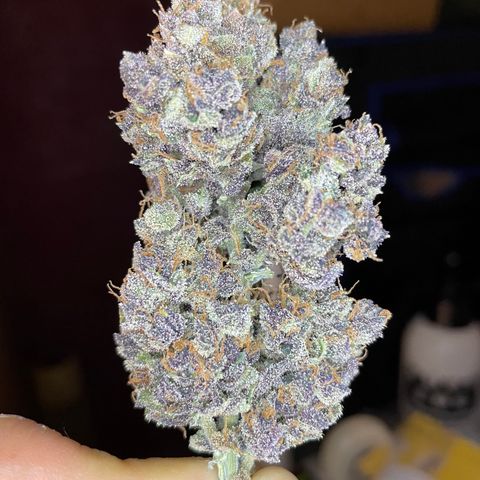 2021.06.02 - Purple Lemonade 🍋 - #1 - 42 Fast Buds growlog timeline photo