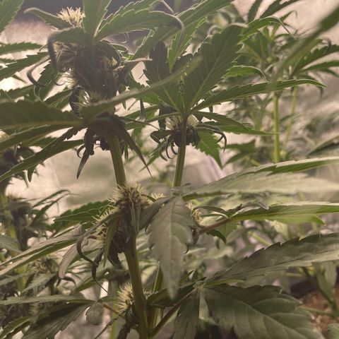 Purple Punch 🥊 2 - #1 - 42 Fast Buds growlog timeline photo