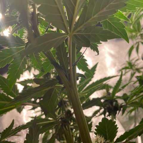 Purple Punch 🥊 2 - #1 - 42 Fast Buds growlog timeline photo
