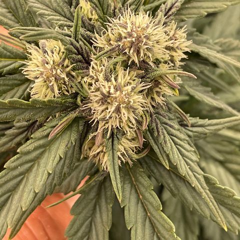 Purple Punch 🥊 1 - #1 - 42 Fast Buds growlog timeline photo