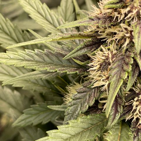 Purple Punch 🥊 2 - #1 - 42 Fast Buds growlog timeline photo