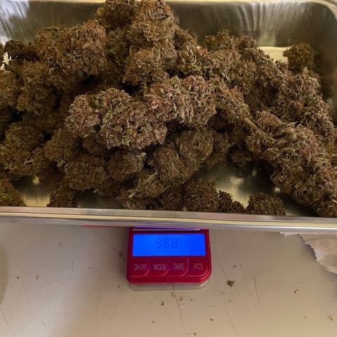 2021.05.17 Purple Queen - #2 - RQS growlog timeline photo