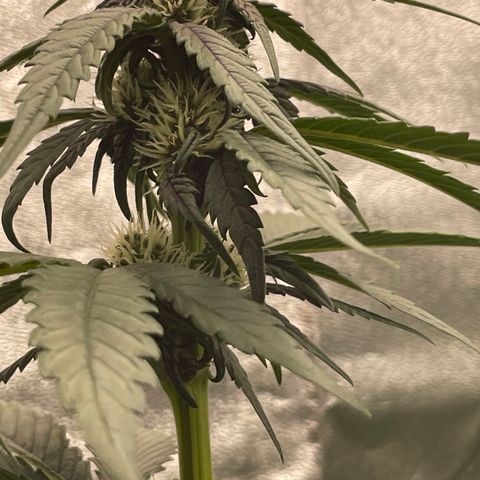 Purple Punch 🥊 2 - #1 - 42 Fast Buds growlog timeline photo