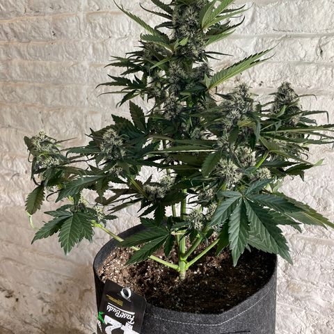 Purple Punch 🥊 2 - #1 - 42 Fast Buds growlog timeline photo
