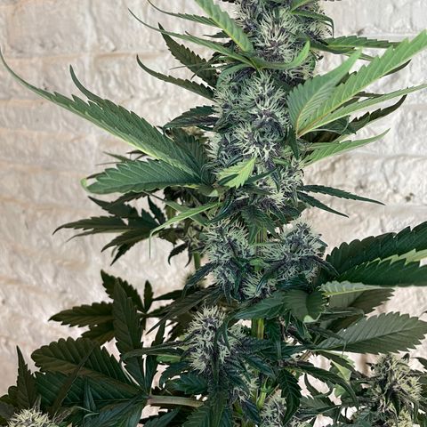 Purple Punch 🥊 2 - #1 - 42 Fast Buds growlog timeline photo