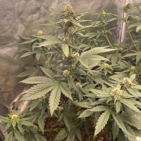 Purple Punch 🥊 2 - #1 - 42 Fast Buds growlog timeline photo