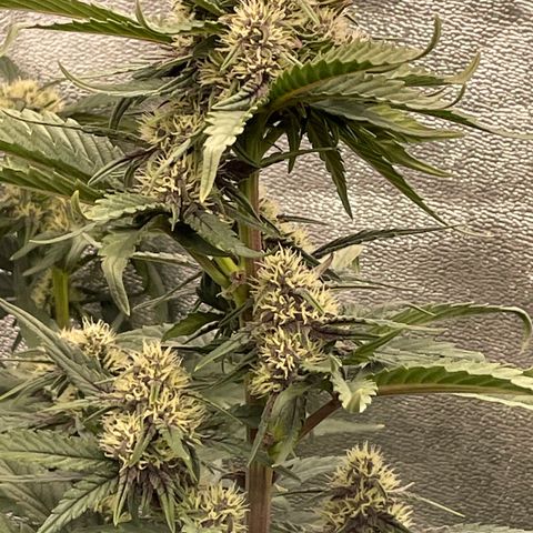 Purple Punch 🥊 1 - #1 - 42 Fast Buds growlog timeline photo