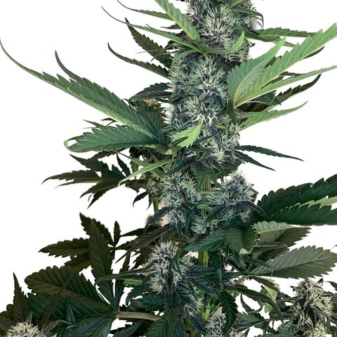 Purple Punch 🥊 2 - #1 - 42 Fast Buds growlog timeline photo