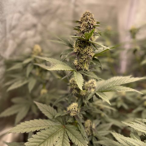 Purple Punch 🥊 2 - #1 - 42 Fast Buds growlog timeline photo