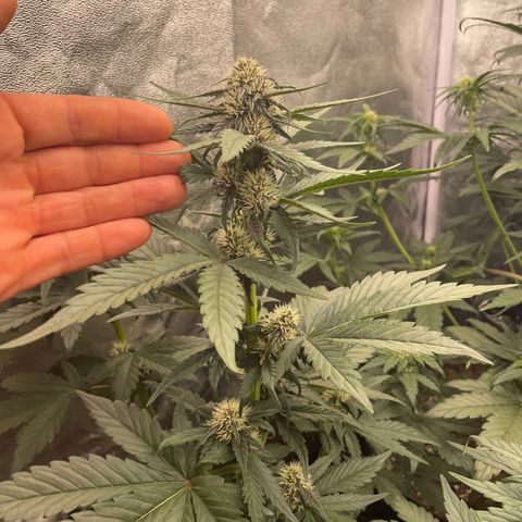 Purple Punch 🥊 2 - #1 - 42 Fast Buds growlog timeline photo