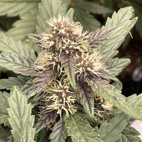 Purple Punch 🥊 2 - #1 - 42 Fast Buds growlog timeline photo