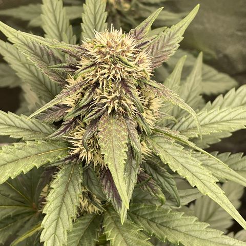 Purple Punch 🥊 1 - #1 - 42 Fast Buds growlog timeline photo