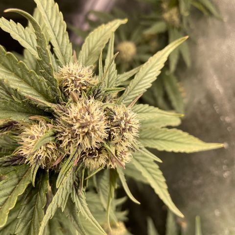 Purple Punch 🥊 1 - #1 - 42 Fast Buds growlog timeline photo