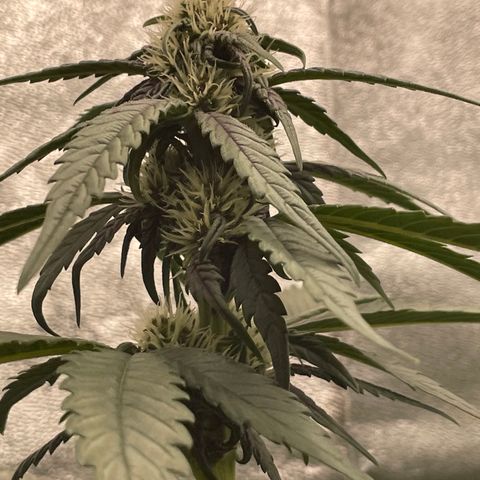 Purple Punch 🥊 2 - #1 - 42 Fast Buds growlog timeline photo