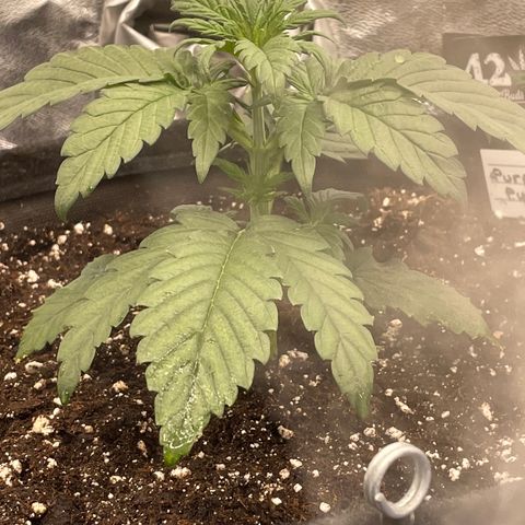 Purple Punch 🥊 2 - #1 - 42 Fast Buds growlog timeline photo