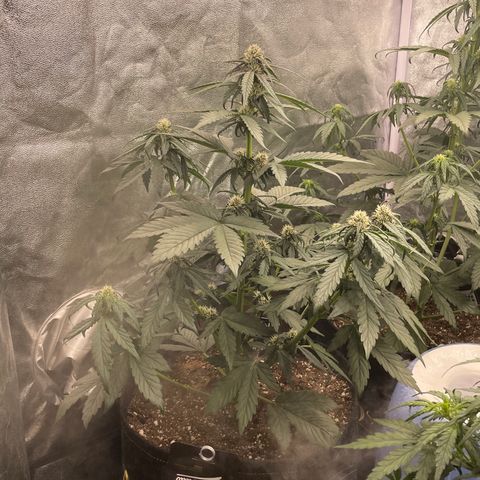 Purple Punch 🥊 2 - #1 - 42 Fast Buds growlog timeline photo