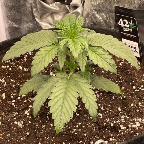 Purple Punch 🥊 2 - #1 - 42 Fast Buds growlog timeline photo