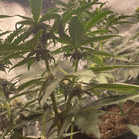 Purple Punch 🥊 2 - #1 - 42 Fast Buds growlog timeline photo