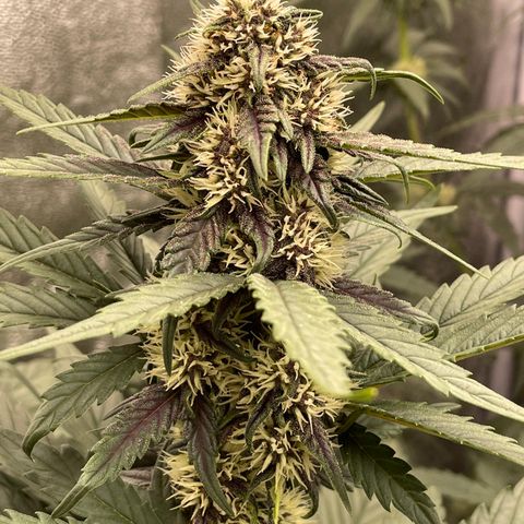 Purple Punch 🥊 2 - #1 - 42 Fast Buds growlog timeline photo