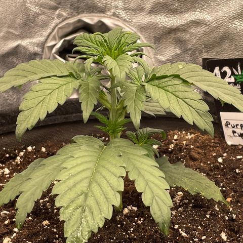 Purple Punch 🥊 2 - #1 - 42 Fast Buds growlog timeline photo