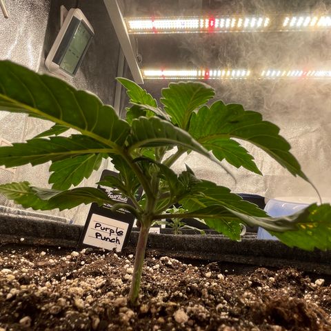 Mimosa Cake 🍰 4 - #1 - 42 Fast Buds growlog timeline photo