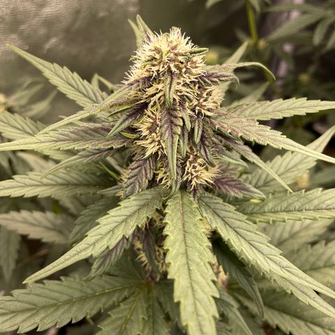 Purple Punch 🥊 2 - #1 - 42 Fast Buds growlog timeline photo