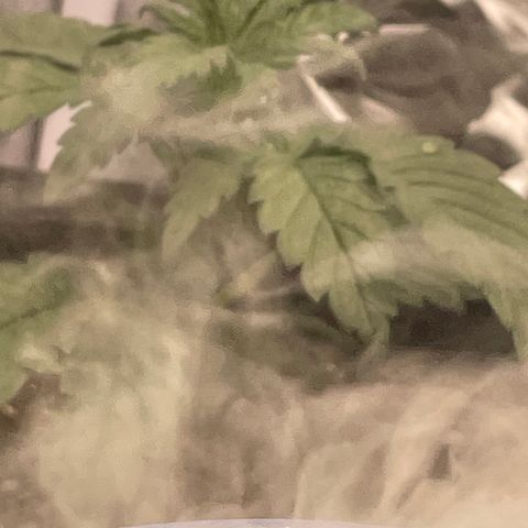 Purple Punch 🥊 2 - #1 - 42 Fast Buds growlog timeline photo