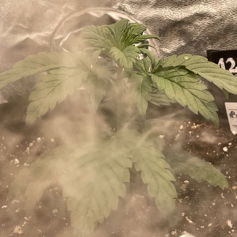 Purple Punch 🥊 2 - #1 - 42 Fast Buds growlog timeline photo