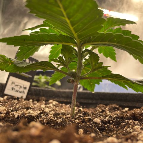 Mimosa Cake 🍰 4 - #1 - 42 Fast Buds growlog timeline photo