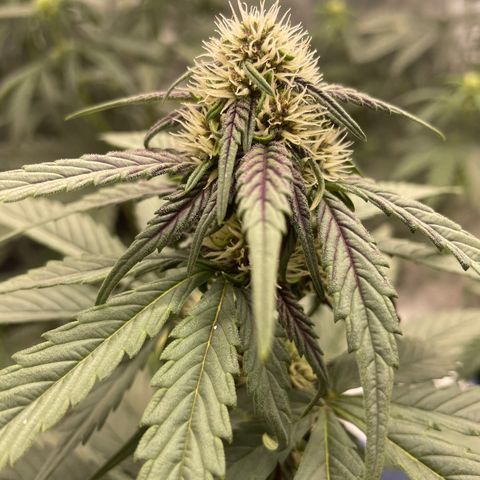 Purple Punch 🥊 2 - #1 - 42 Fast Buds growlog timeline photo