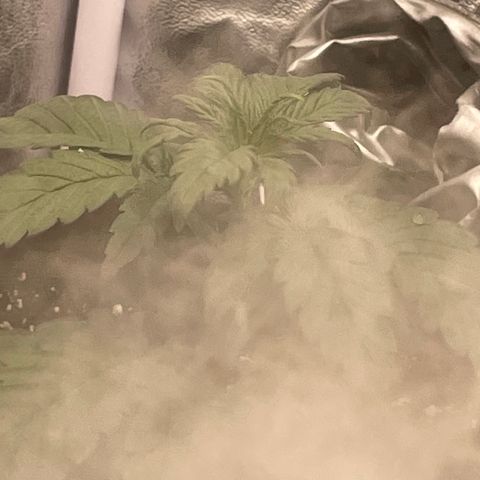 Purple Punch 🥊 2 - #1 - 42 Fast Buds growlog timeline photo