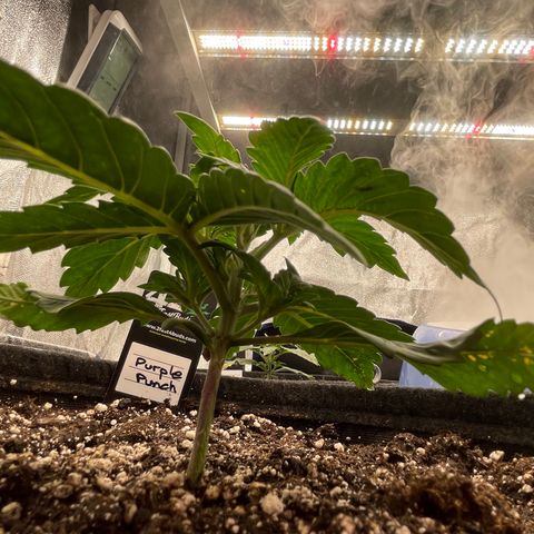 Mimosa Cake 🍰 4 - #1 - 42 Fast Buds growlog timeline photo