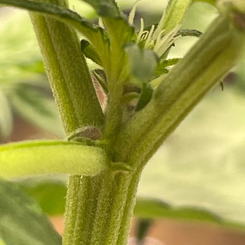 Purple Punch 🥊 2 - #1 - 42 Fast Buds growlog timeline photo