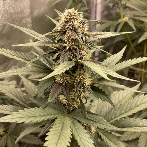 Purple Punch 🥊 2 - #1 - 42 Fast Buds growlog timeline photo