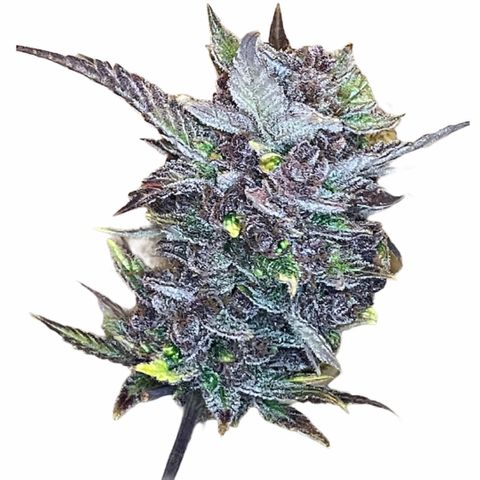2021.06.02 - Purple Lemonade 🍋 - #1 - 42 Fast Buds growlog timeline photo