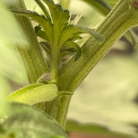 Purple Punch 🥊 2 - #1 - 42 Fast Buds growlog timeline photo