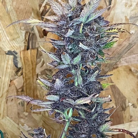 2021.06.02 - Purple Lemonade 🍋 - #1 - 42 Fast Buds growlog timeline photo