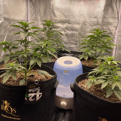 Purple Punch 🥊 2 - #1 - 42 Fast Buds growlog timeline photo