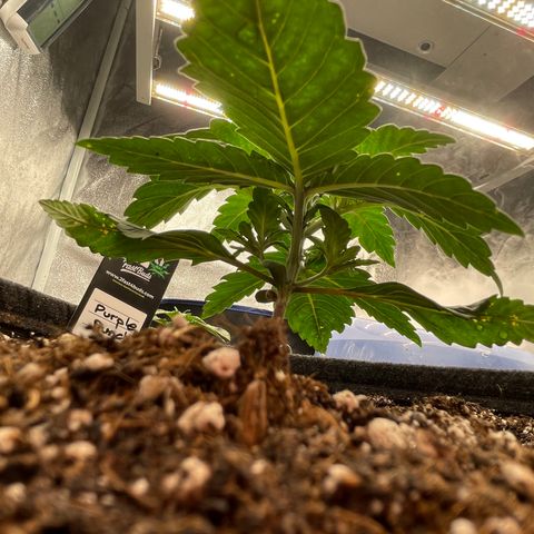 Mimosa Cake 🍰 4 - #1 - 42 Fast Buds growlog timeline photo