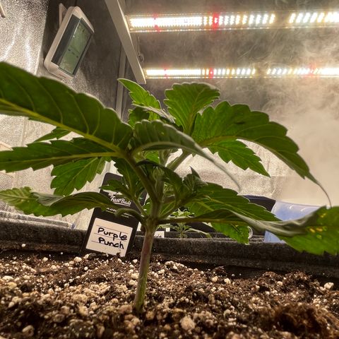 Mimosa Cake 🍰 4 - #1 - 42 Fast Buds growlog timeline photo