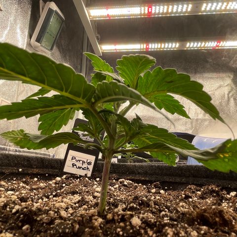 Mimosa Cake 🍰 4 - #1 - 42 Fast Buds growlog timeline photo