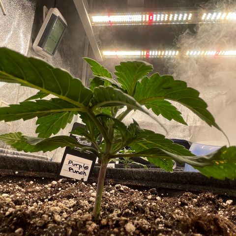 Mimosa Cake 🍰 4 - #1 - 42 Fast Buds growlog timeline photo