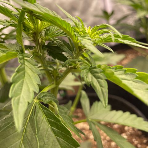 Purple Punch 🥊 2 - #1 - 42 Fast Buds growlog timeline photo