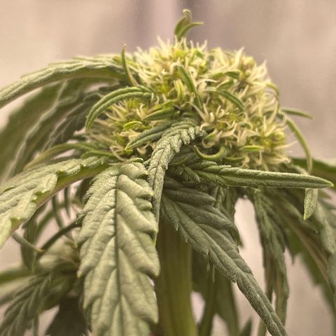 Purple Punch 🥊 1 - #1 - 42 Fast Buds growlog timeline photo