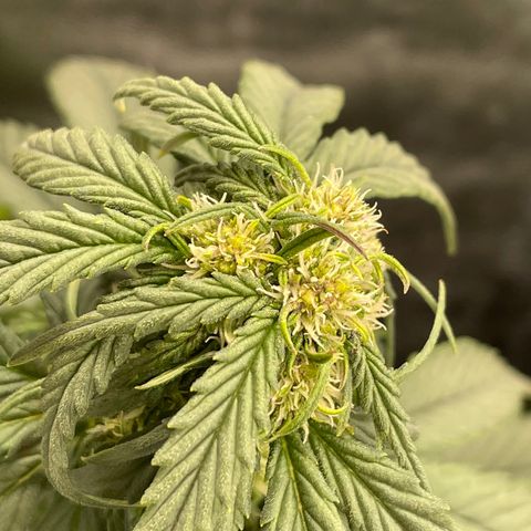 Purple Punch 🥊 1 - #1 - 42 Fast Buds growlog timeline photo