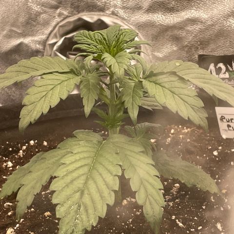 Purple Punch 🥊 2 - #1 - 42 Fast Buds growlog timeline photo