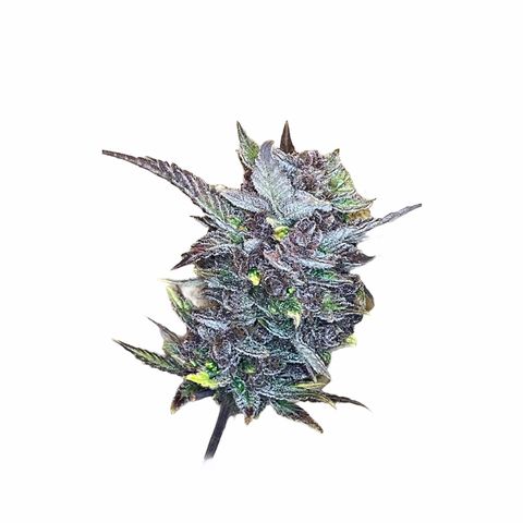 2021.06.02 - Purple Lemonade 🍋 - #1 - 42 Fast Buds growlog timeline photo