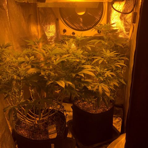 2021.05.17 Purple Queen - #2 - RQS growlog timeline photo